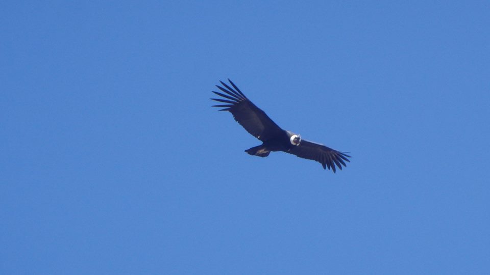 close up condor