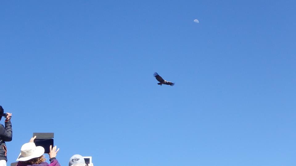 tourists spotting condors