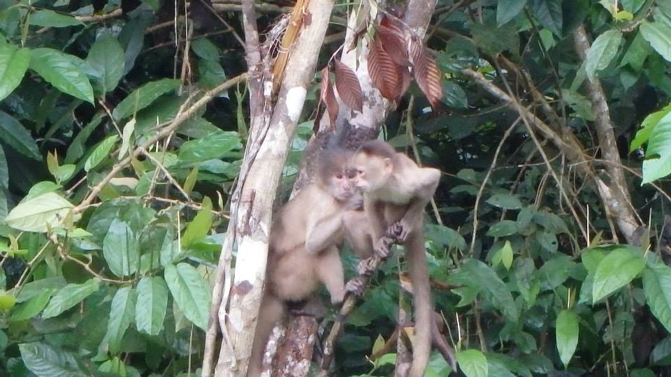 amazon monkeys